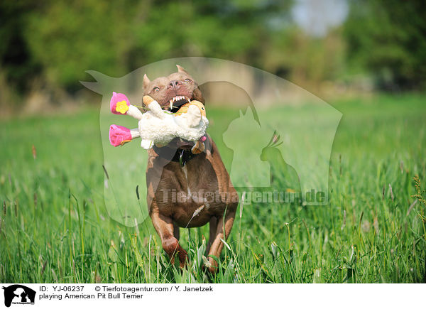playing American Pit Bull Terrier / YJ-06237
