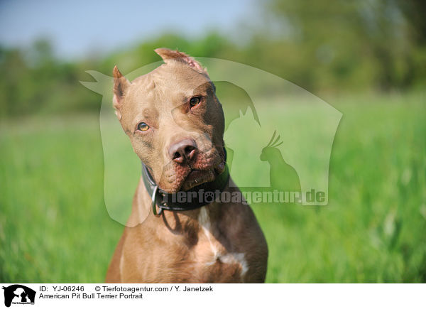 American Pit Bull Terrier Portrait / YJ-06246