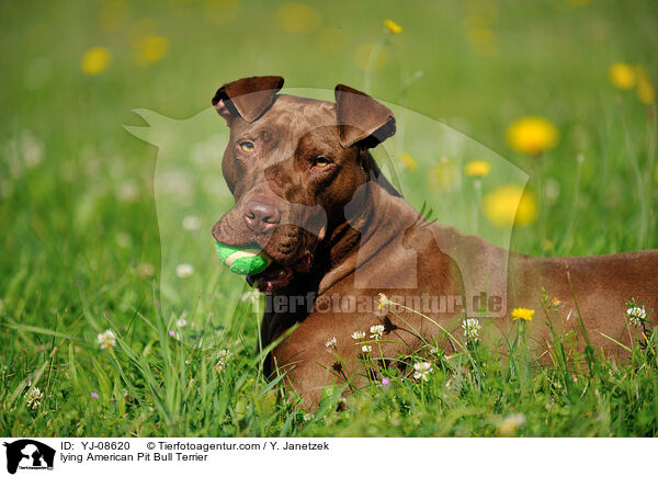 lying American Pit Bull Terrier / YJ-08620