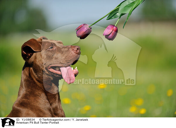 American Pit Bull Terrier Portrait / American Pit Bull Terrier Portrait / YJ-08634