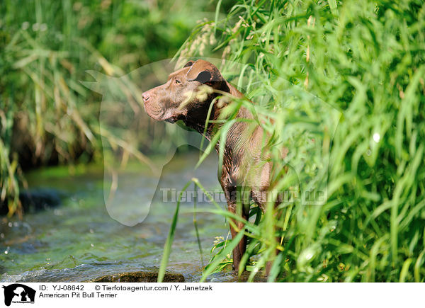 American Pit Bull Terrier / YJ-08642