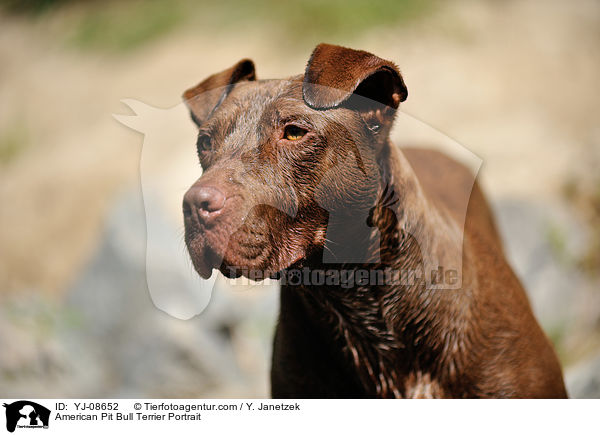 American Pit Bull Terrier Portrait / American Pit Bull Terrier Portrait / YJ-08652