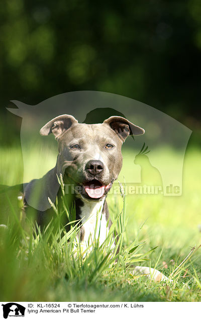 lying American Pit Bull Terrier / KL-16524