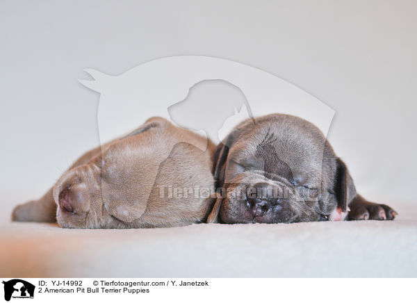 2 American Pit Bull Terrier Puppies / YJ-14992