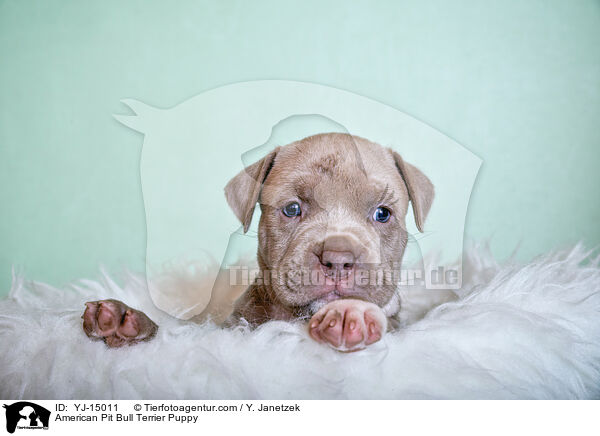American Pit Bull Terrier Puppy / YJ-15011