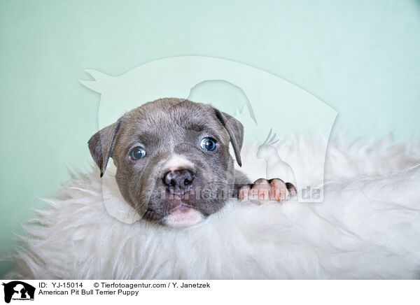 American Pit Bull Terrier Puppy / YJ-15014