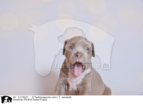 American Pit Bull Terrier Puppy / YJ-15021