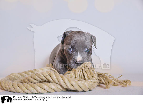 American Pit Bull Terrier Puppy / YJ-15031