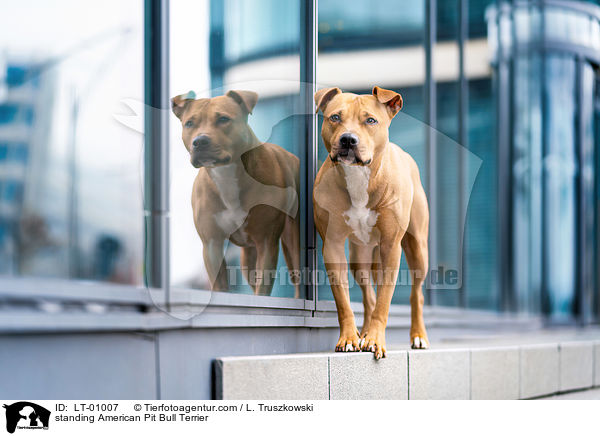 standing American Pit Bull Terrier / LT-01007