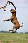 jumping american Pitbull