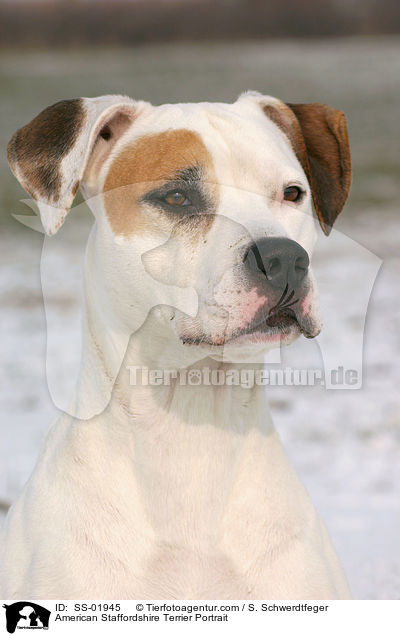 American Staffordshire Terrier Portrait / American Staffordshire Terrier Portrait / SS-01945