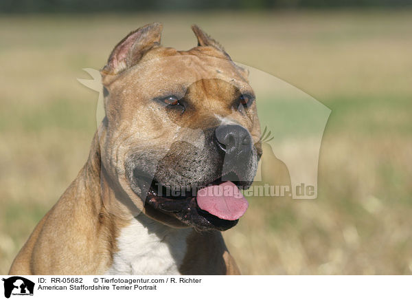 American Staffordshire Terrier Portrait / American Staffordshire Terrier Portrait / RR-05682