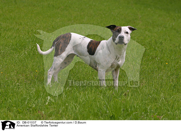 American Staffordshire Terrier / DB-01037