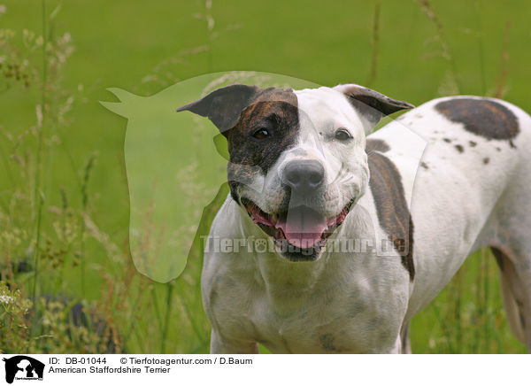 American Staffordshire Terrier / DB-01044