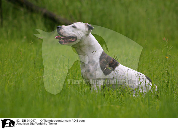 American Staffordshire Terrier / American Staffordshire Terrier / DB-01047