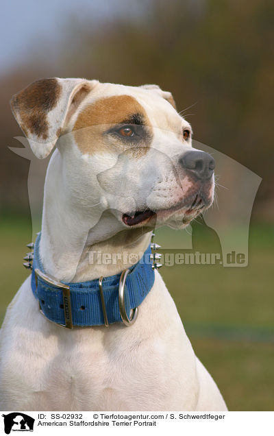 American Staffordshire Terrier Portrait / SS-02932