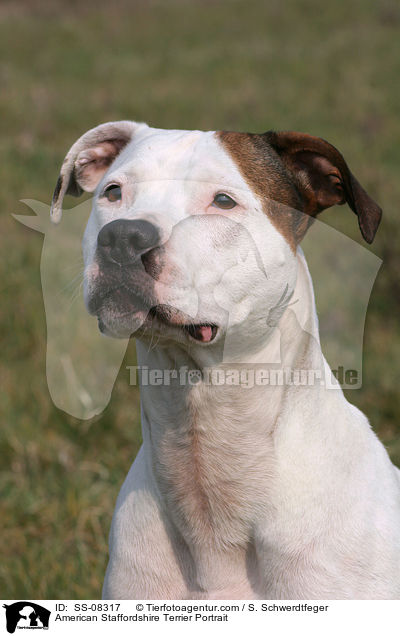 American Staffordshire Terrier Portrait / SS-08317