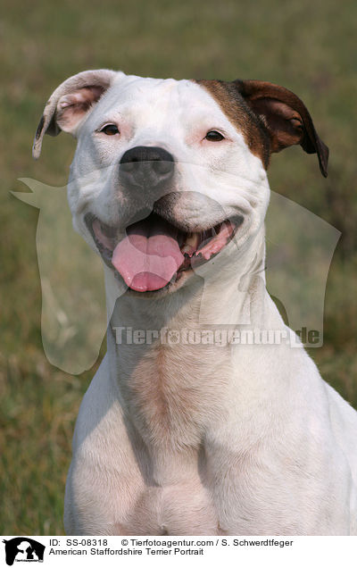 American Staffordshire Terrier Portrait / American Staffordshire Terrier Portrait / SS-08318
