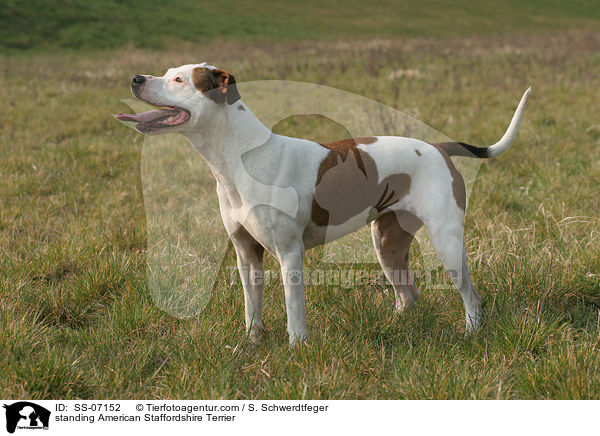 standing American Staffordshire Terrier / SS-07152