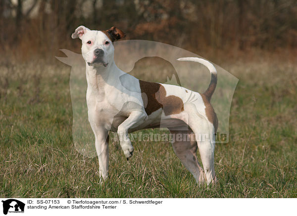 stehender American Staffordshire Terrier / standing American Staffordshire Terrier / SS-07153