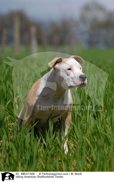 sitting American Staffordshire Terrier / MR-01388