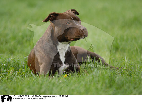 American Staffordshire Terrier / MR-02825