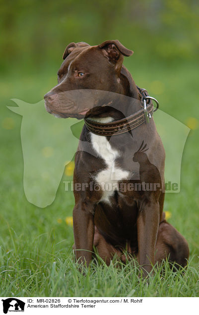 American Staffordshire Terrier / MR-02826