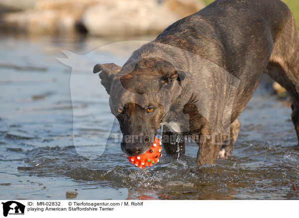 playing American Staffordshire Terrier / MR-02832