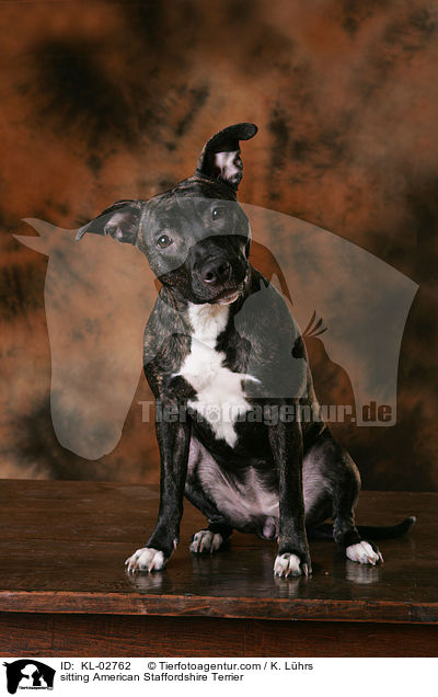 sitting American Staffordshire Terrier / KL-02762
