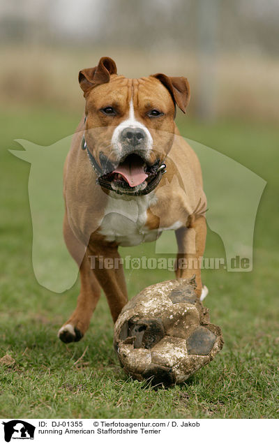 running American Staffordshire Terrier / DJ-01355