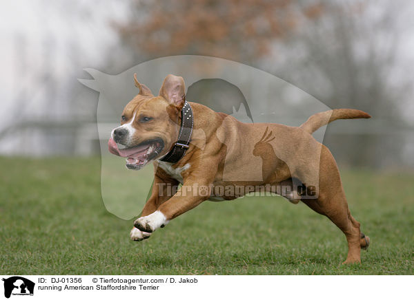 running American Staffordshire Terrier / DJ-01356