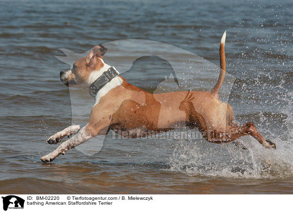 bathing American Staffordshire Terrier / BM-02220