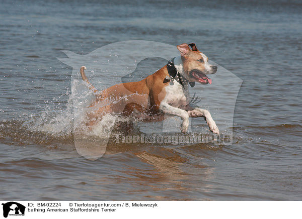 bathing American Staffordshire Terrier / BM-02224