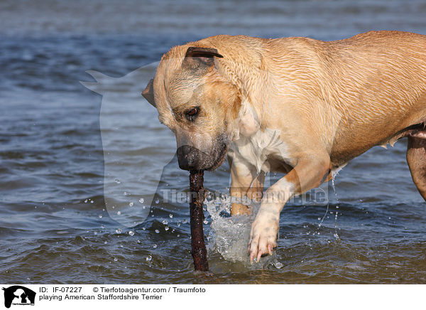 playing American Staffordshire Terrier / IF-07227