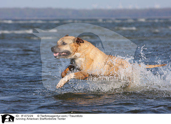 running American Staffordshire Terrier / IF-07229