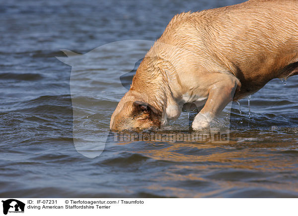 diving American Staffordshire Terrier / IF-07231