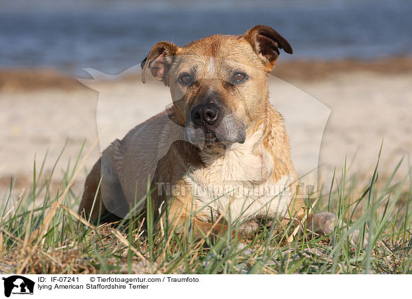 lying American Staffordshire Terrier / IF-07241
