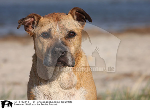American Staffordshire Terrier Portrait / IF-07244