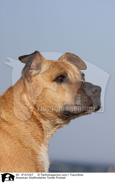American Staffordshire Terrier Portrait / IF-07247