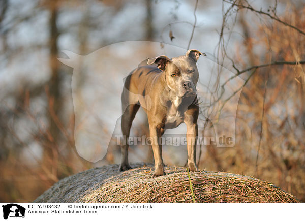 American Staffordshire Terrier / YJ-03432