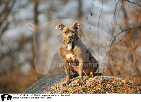sitzender American Staffordshire Terrier / sitting American Staffordshire Terrier / YJ-03434