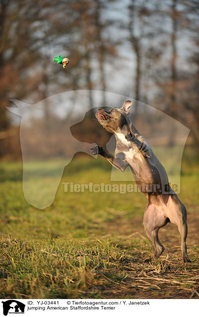 jumping American Staffordshire Terrier / YJ-03441