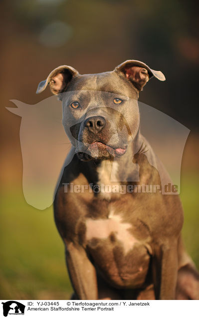 American Staffordshire Terrier Portrait / YJ-03445