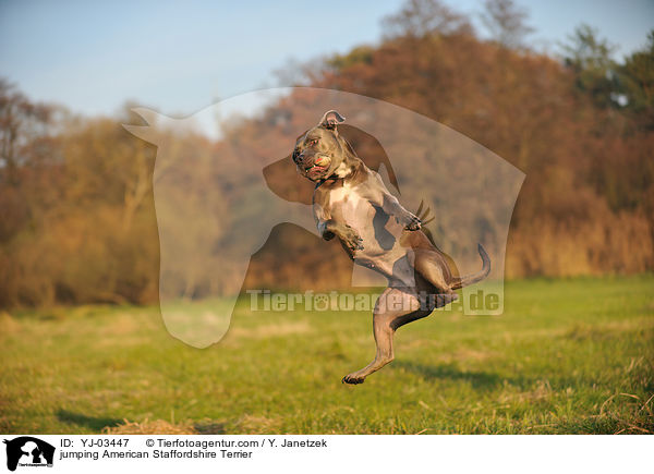jumping American Staffordshire Terrier / YJ-03447