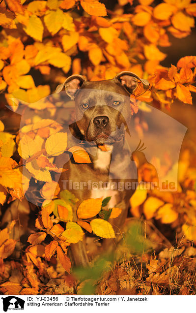 sitting American Staffordshire Terrier / YJ-03456