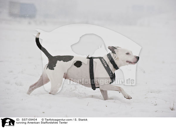 running American Staffordshire Terrier / SST-09404