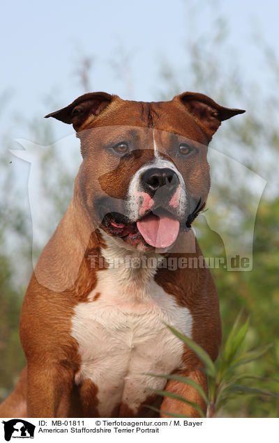 American Staffordshire Terrier Portrait / MB-01811