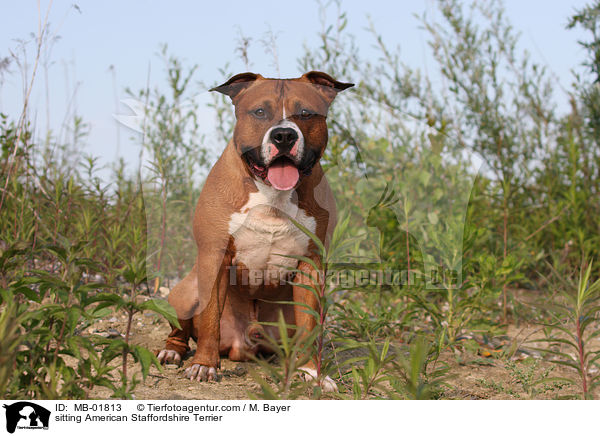 sitting American Staffordshire Terrier / MB-01813