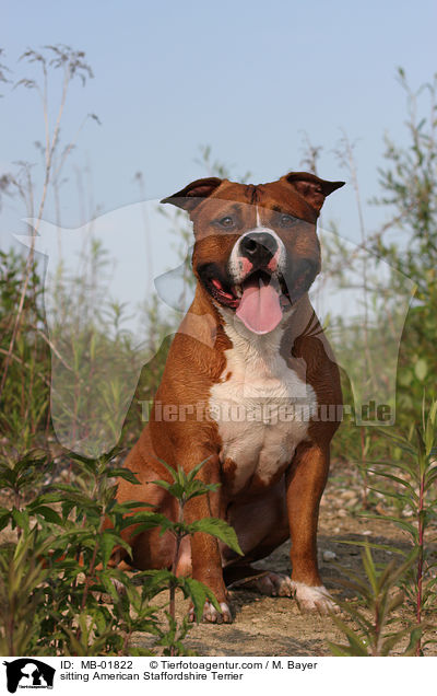 sitting American Staffordshire Terrier / MB-01822