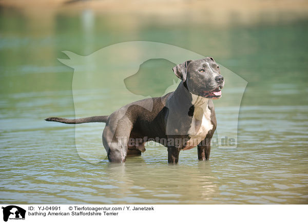 bathing American Staffordshire Terrier / YJ-04991